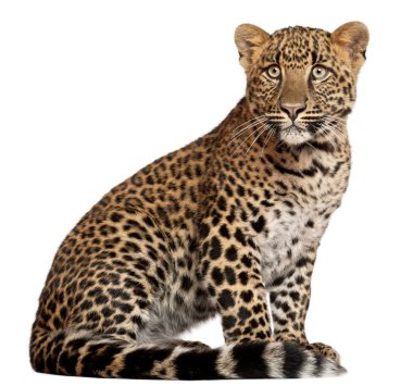 Leopard, Panthera pardus, 6 months old, lying in front of white background clipart