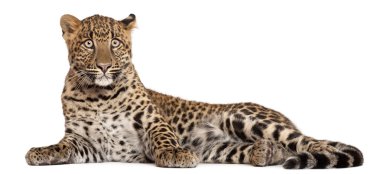 leopar, panthera pardus, 6 ay yaşlı, beyaz arka plan yalan