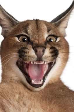 Close-up of Caracal, Caracal caracal, 6 months old, in front of white background clipart