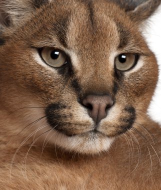 caracal caracal caracal, 6 ay yaşlı, beyaz arka plan yakın çekim