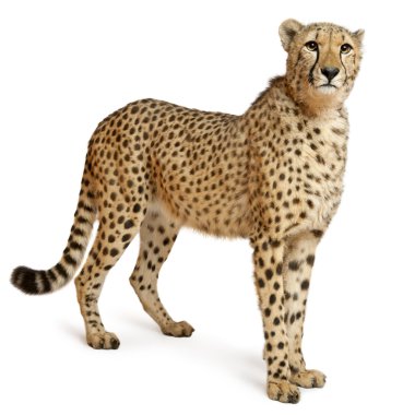 Cheetah, Acinonyx jubatus, 18 months old, sitting in front of white background clipart