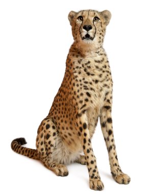 Cheetah, Acinonyx jubatus, 18 months old, sitting in front of white background clipart