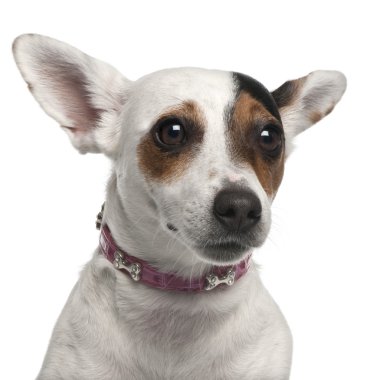 yakın çekim Jack russell terrier, 2 yıl yaşlı, beyaz arka plan