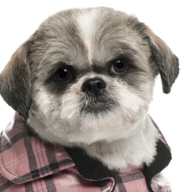 shih Tzu, 6 yaşında beyaz arka plan, yakın çekim