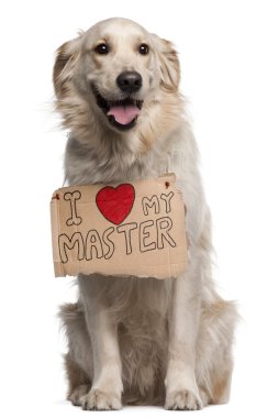 Golden Retriever, 2 years old, sitting in front of white background with sign clipart