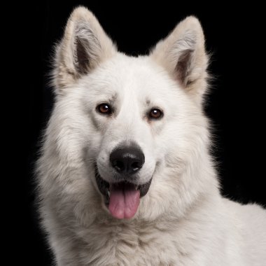 Close-up of Berger Blanc Suisse, 2 years old, in front of black background clipart