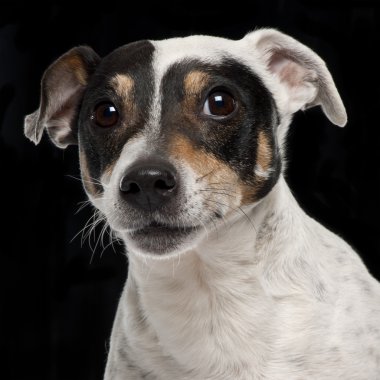 yakın çekim Jack russell terrier, 10 yaşında siyah arka plan,