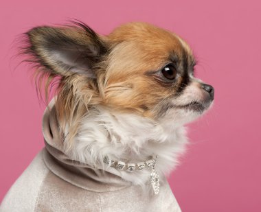 Chihuahua, 2 yaşında, pembe bir arka plan önünde elmas yaka ile yakın çekim