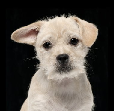 Mixed-breed puppy, 4 months old, lying in front of white background clipart