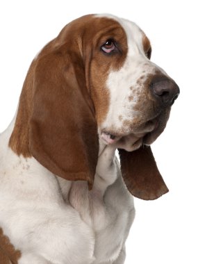 basset Hound, 2 yıl yaşlı, beyaz arka plan yakın çekim