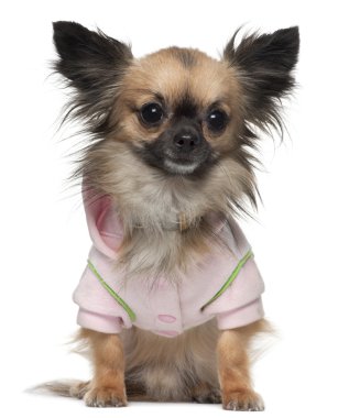 Chihuahua, 16 ay yaşlı, beyaz arka plan oturan gömlek giymiş