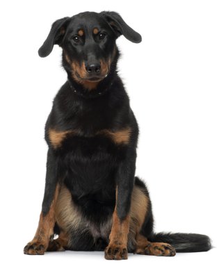 beauceron, 7 ay yaşlı, önünde oturan arka plan beyaz.