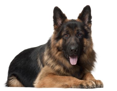 German Shepherd Dog, 2 years old, lying in front of white background clipart