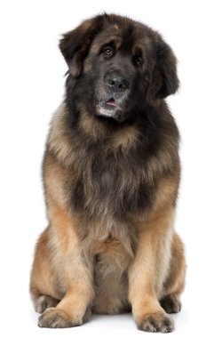 Leonberger, 5 years old, sitting in front of white background clipart