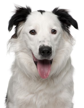 Close-up of Border Collie, 10 months old, in front of white background clipart