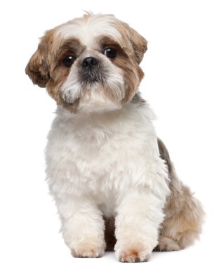 Shih Tzu, 2 years old, sitting in front of white background