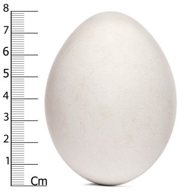 Egg of Griffon Vulture with measurements, Gyps fulvus, in front of white background clipart