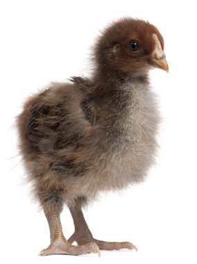 Orpington, a breed of chicken, 3 weeks old, standing in front of white background clipart