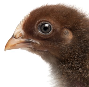 Orpington, a breed of chicken, 3 weeks old, standing in front of white background clipart