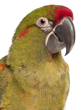 Red-fronted Macaw, Ara rubrogenys, 6 months old, clipart