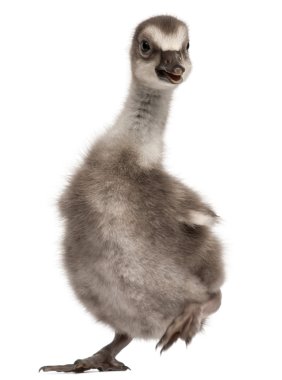 Hawaii kaz, branta sandvicensis, kaz bir tür yakın çekim