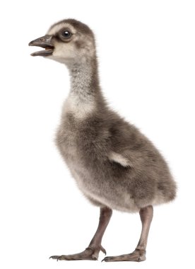 Hawaii kaz, branta sandvicensis, kaz bir tür yakın çekim