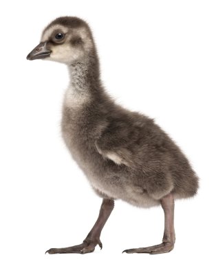 Hawaii kaz, branta sandvicensis, kaz bir tür yakın çekim