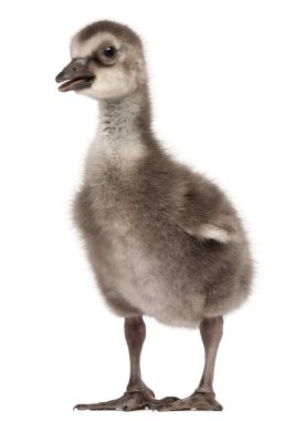 Hawaii kaz, branta sandvicensis, kaz bir tür yakın çekim