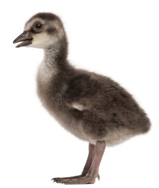 Hawaii kaz, branta sandvicensis, kaz bir tür yakın çekim