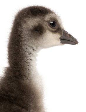 Hawaii kaz, branta sandvicensis, kaz bir tür yakın çekim