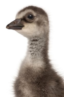 Hawaii kaz, branta sandvicensis, kaz bir tür yakın çekim