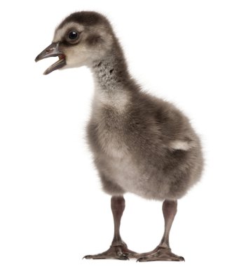 Hawaii kaz, branta sandvicensis, kaz bir tür yakın çekim