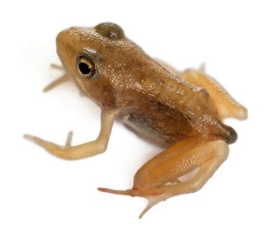 Nearly adult Common Frog, Rana temporaria, 16 weeks old, in front of white background clipart