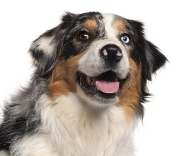 Australian Shepherd dog, 1 year old, in front of white background clipart