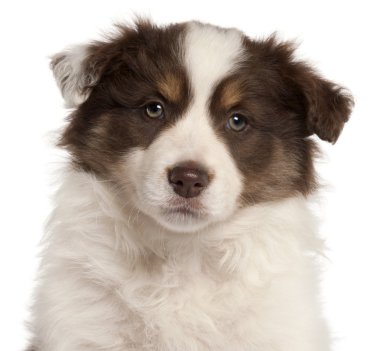 Australian Shepherd dog, 9 months old, sitting in front of white background clipart