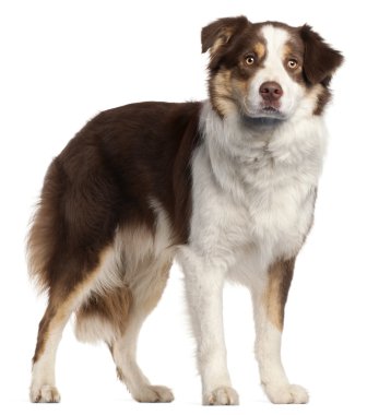 Australian Shepherd dog, 9 months old, sitting in front of white background clipart