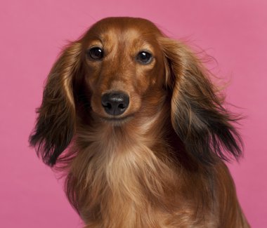 dachshund pembe arka plan önünde yakın çekim