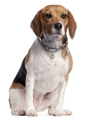 Beagle, 16 ay yaşlı, önünde oturan arka plan beyaz.