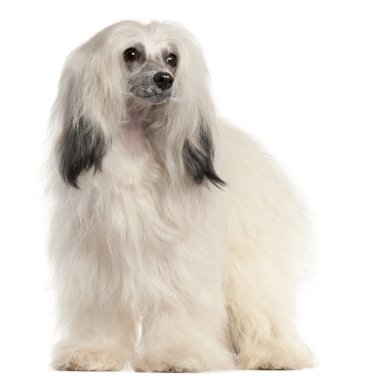 Chinese Crested Dog, 15 months old, in front of white background clipart