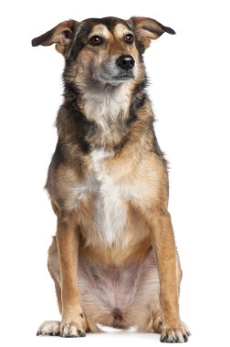 karışık-breed köpek, 4 yıl yaşlı, önünde oturan arka plan beyaz.