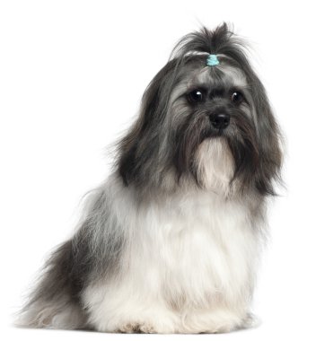 Shih Tzu, 9 months old, sitting in front of white background clipart