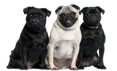 Three Pugs sitting in front of white background clipart