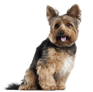 Yorkshire terrier, 2 yıl yaşlı, beyaz arka plan oturan