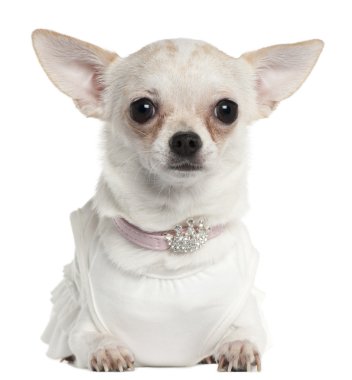 Chihuahua wearing tiara collar, 10 months old, in front of white background clipart