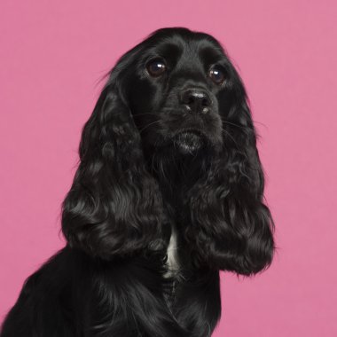 İngiliz cocker spaniel pembe arka plan önünde yakın çekim