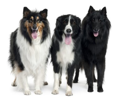 Collies standing in front of white background clipart