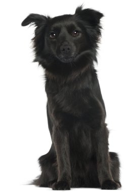 Schipperke, 3 yıl yaşlı, önünde oturan arka plan beyaz.