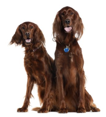 Two Irish Setters sitting in front of white background clipart