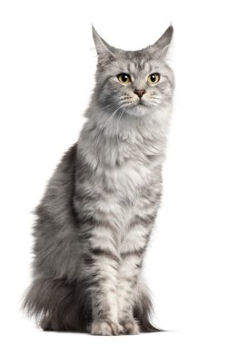 Maine coon, 2 yıl yaşlı, önünde oturan arka plan beyaz.