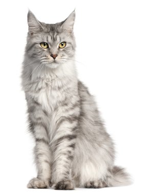 Maine Coon, 2 years old, sitting in front of white background clipart